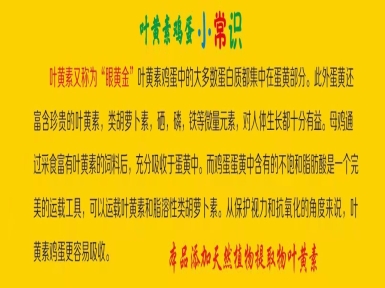 葉黃素雞蛋小常識