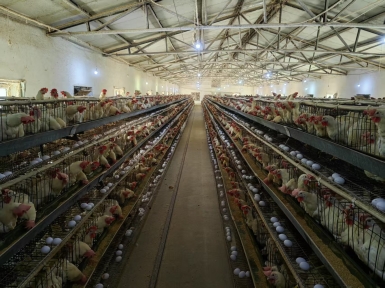 農(nóng)場(chǎng)展示